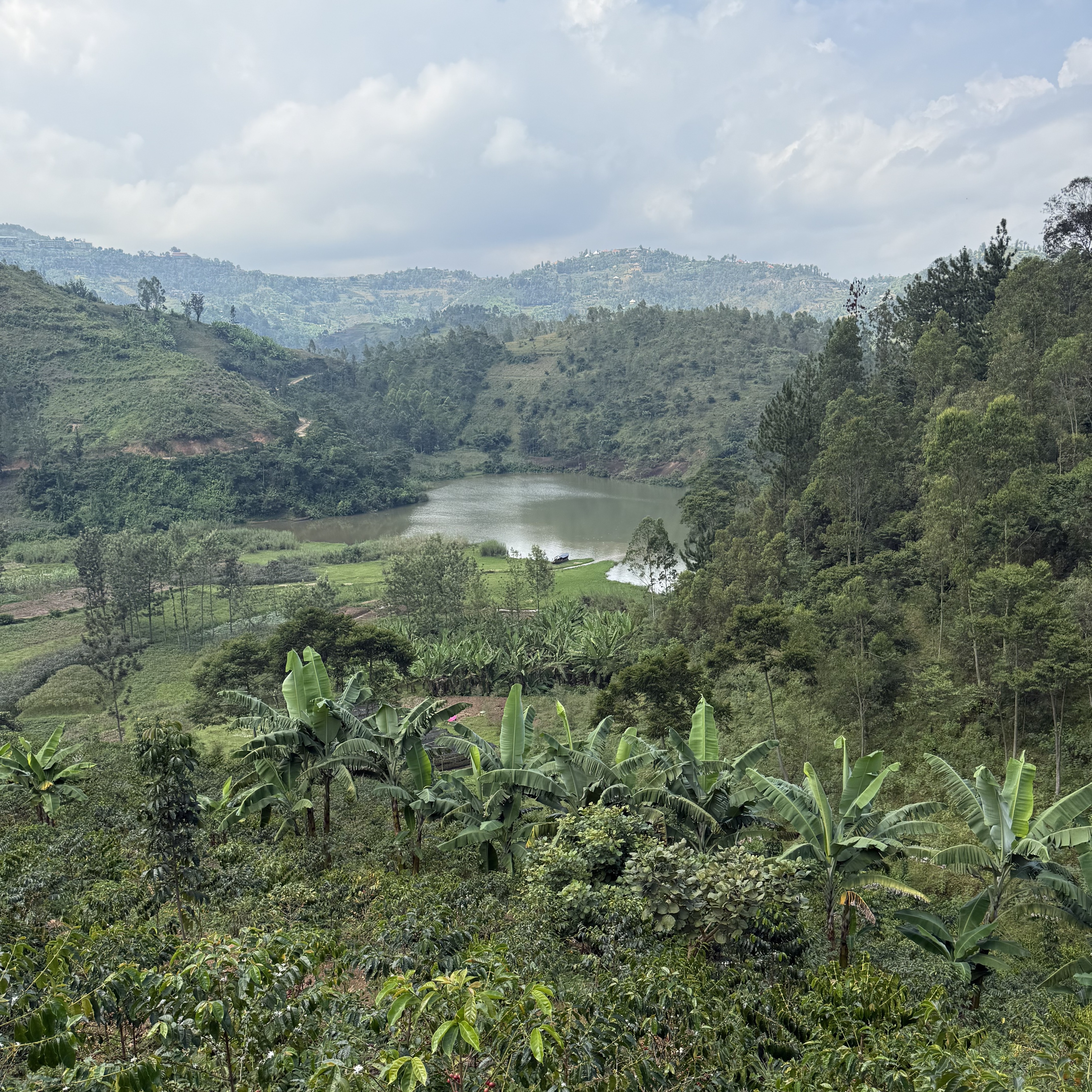 Rwanda Kilimbi Natural(24/25年クロップ) | ORIGIN COUNTRIES for
